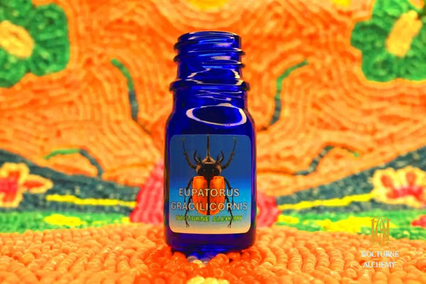 *NEW* Valentine Limited 2026 Eupatorus Gracilicornis Perfume Oil